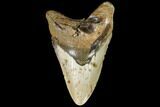 Bargain, Fossil Megalodon Tooth - North Carolina #108964-1